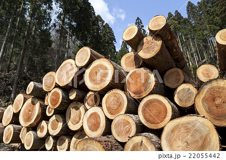 積み重ねられた伐採した杉の丸太の写真素材