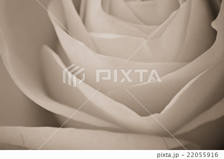 white rose macro 22055916