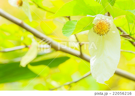 ハンカチの木 ハンカチの木 22056216