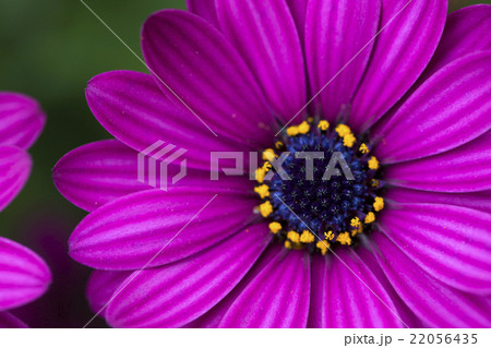 オステオスペルマムの花 22056435