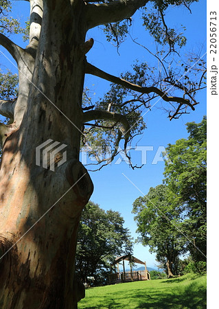 ユーカリの木　道の駅なんごう 22056713