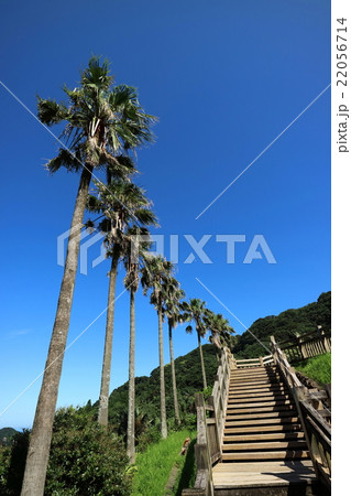 日南海岸　ヤシの木ある階段　道の駅なんごう 22056714