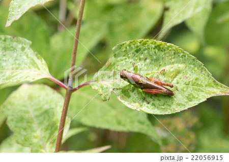 ミヤマフキバッタの幼体 ミヤマフキバッタの幼体 22056915