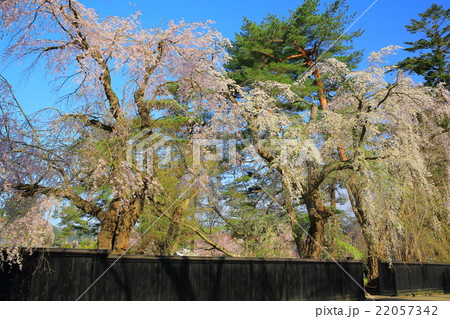 秋田県角館 枝垂れ桜と武家屋敷 秋田県角館 枝垂れ桜と武家屋敷 22057342
