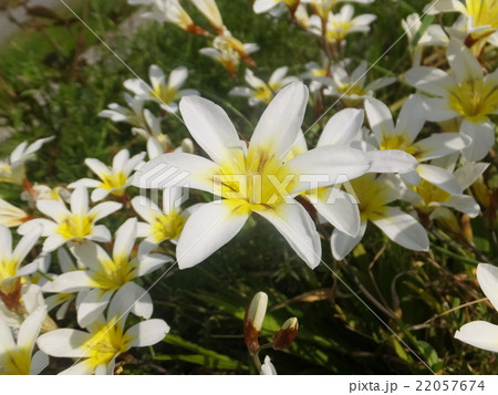 スイセンアヤメ 22057674