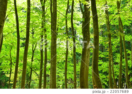 十日町市のブナ林 22057689