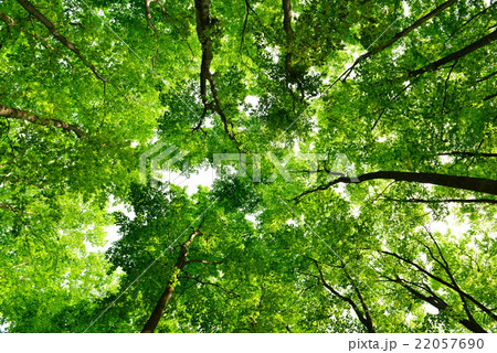 十日町市のブナ林 22057690