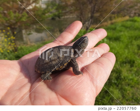 手乗りのイシガメ 22057760