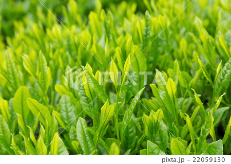 日本茶の茶葉 新芽 新茶 日本茶の茶葉 新芽 新茶 22059130