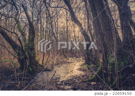 Forest with a frozen river 22059150