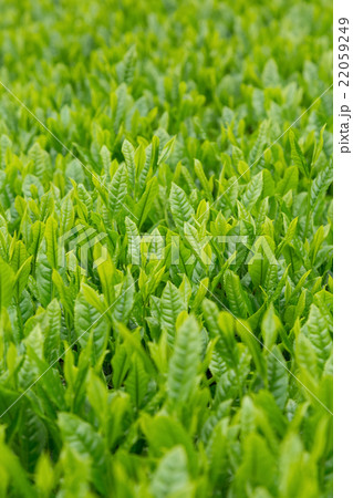 日本茶の茶葉　新芽　新茶 22059249