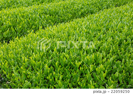 日本茶の茶葉　新芽　新茶 22059250