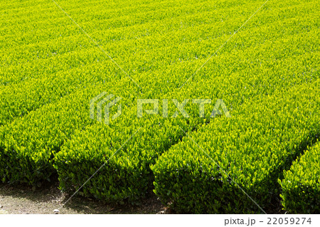 日本茶の茶葉　新芽　新茶 22059274