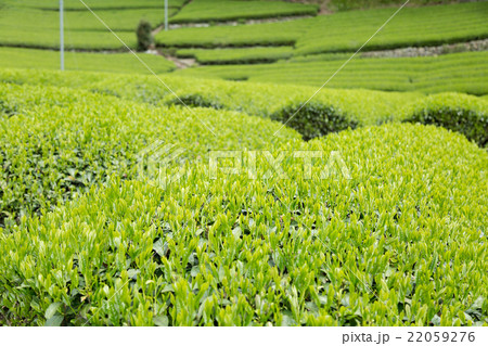 日本茶の茶葉　新芽　新茶 22059276