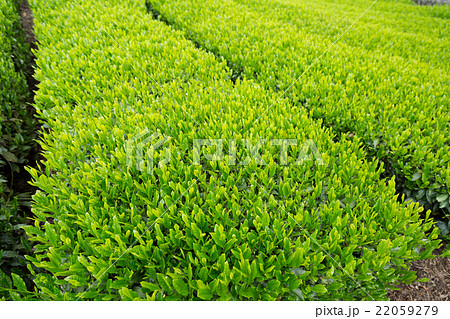 日本茶の茶葉 新芽 新茶 日本茶の茶葉 新芽 新茶 22059279