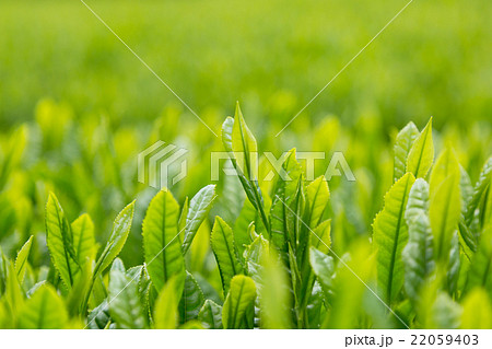 日本茶の茶葉　新芽　新茶 22059403