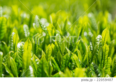 日本茶の茶葉 新芽 新茶 日本茶の茶葉 新芽 新茶 22059407