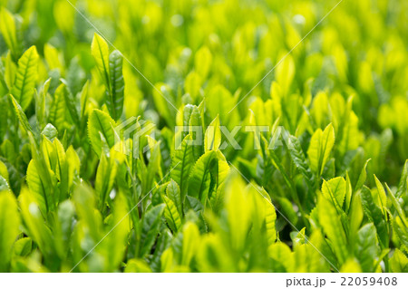日本茶の茶葉 新芽 新茶 日本茶の茶葉 新芽 新茶 22059408