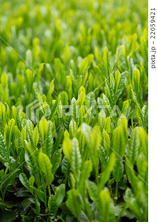 日本茶の茶葉　新芽　新茶 22059421