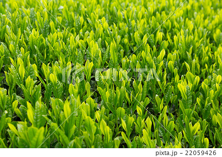 日本茶の茶葉　新芽　新茶 22059426