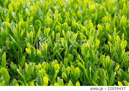 日本茶の茶葉　新芽　新茶 22059437