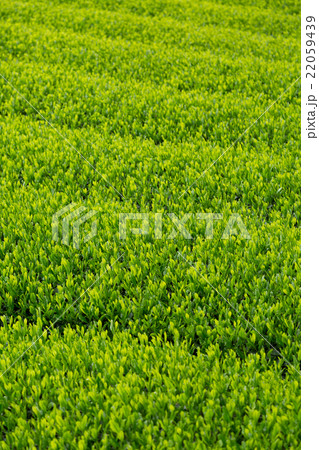 日本茶の茶葉　新芽　新茶 22059439