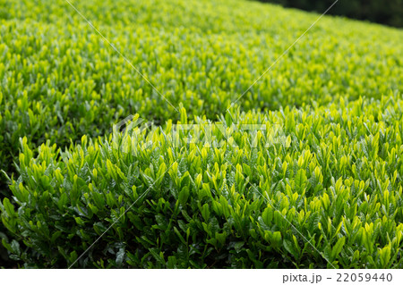 日本茶の茶葉　新芽　新茶 22059440