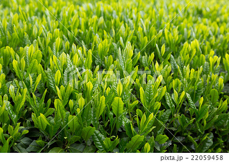 日本茶の茶葉　新芽　新茶 22059458