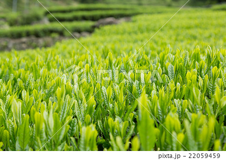 日本茶の茶葉　新芽　新茶 22059459