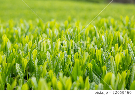 日本茶の茶葉　新芽　新茶 22059460