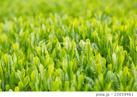 日本茶の茶葉　新芽　新茶 22059461