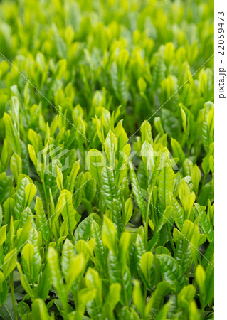 日本茶の茶葉　新芽　新茶 22059473