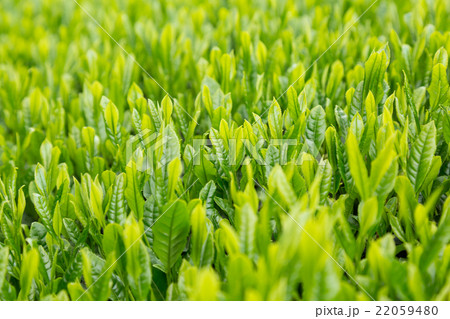 日本茶の茶葉　新芽　新茶 22059480