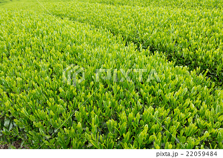 日本茶の茶葉　新芽　新茶 22059484