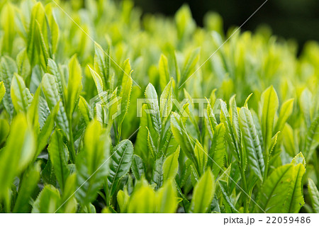 日本茶の茶葉　新芽　新茶 22059486