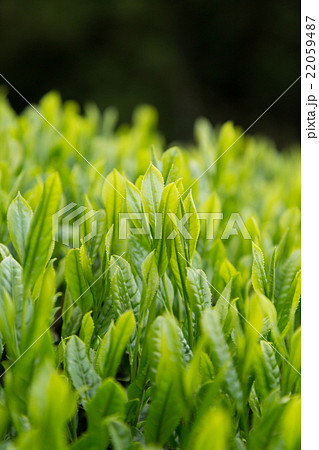 日本茶の茶葉　新芽　新茶 22059487
