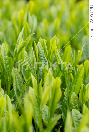 日本茶の茶葉 新芽 新茶 日本茶の茶葉 新芽 新茶 22059499