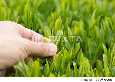 日本茶の茶葉　新芽　茶摘み 22059500
