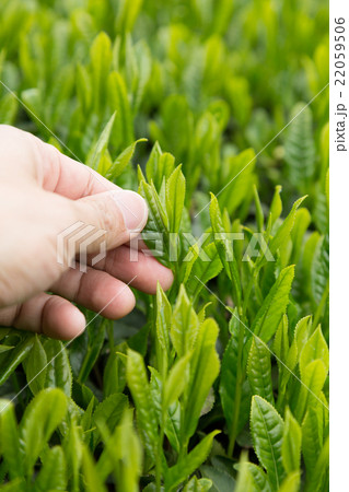 日本茶の茶葉 新芽 茶摘み 日本茶の茶葉 新芽 茶摘み 22059506