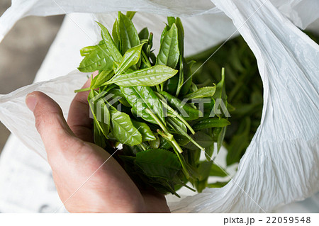 日本茶の茶葉　新芽　茶摘み 22059548