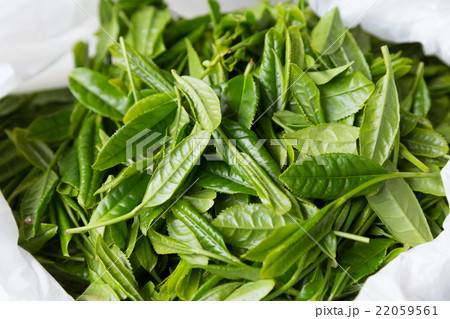 日本茶の茶葉　新芽　茶摘み 22059561