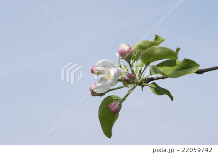 リンゴの花 22059742