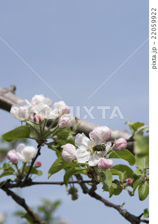 リンゴの花 リンゴの花 22059922