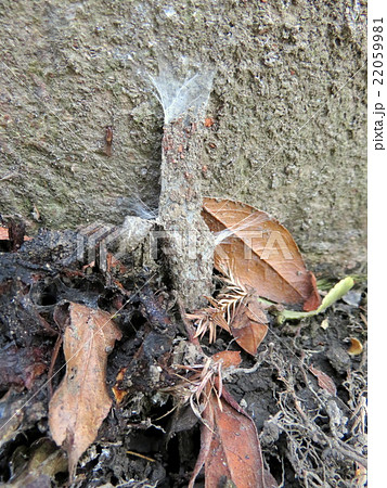 木の根元のジグモの巣の写真素材 [22059981] - PIXTA