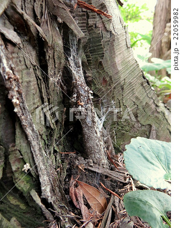 木の根元のジグモの巣の写真素材 [22059982] - PIXTA