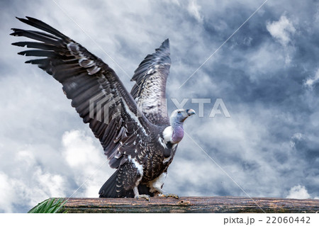 Isolated vulture, buzzard looking at you 22060442