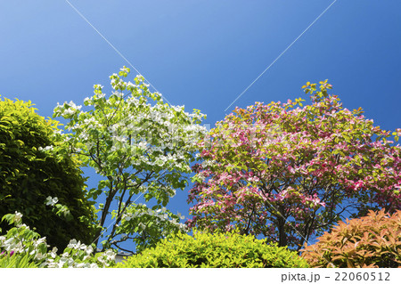 旬のハナミズキ 22060512