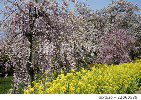 桜と菜の花の共演　う川古代桜 22060539