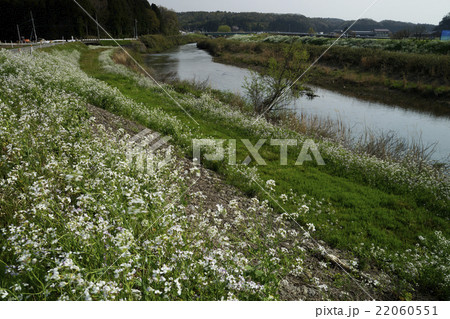 浜大根が咲く河川敷 浜大根が咲く河川敷 22060551