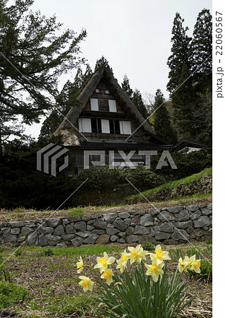 春の五箇山・相倉合掌造り集落 22060567